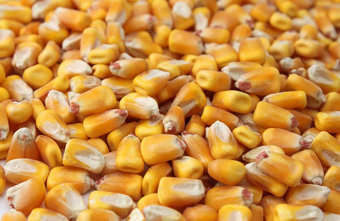 First Slide-Maize exporter Tun Myat Thu International Company Limited Myanmar